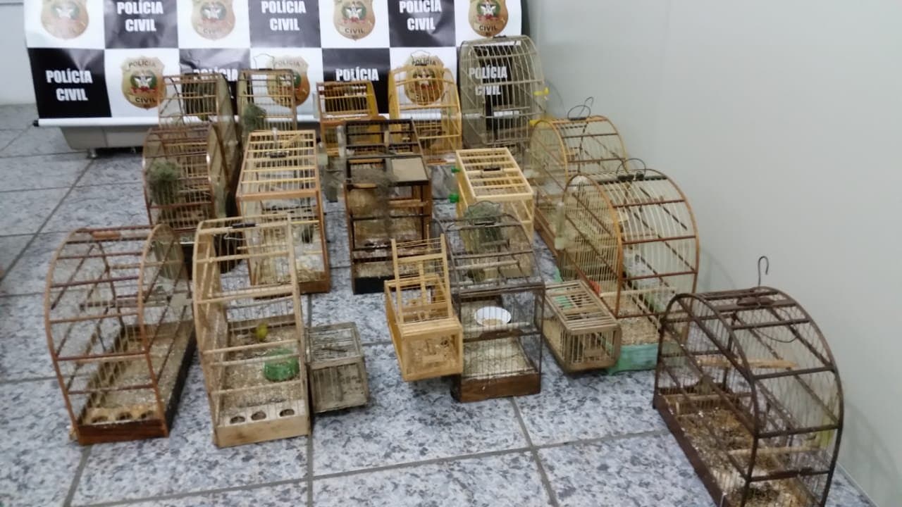 Polícia Civil apreende 16 pássaros silvestres
