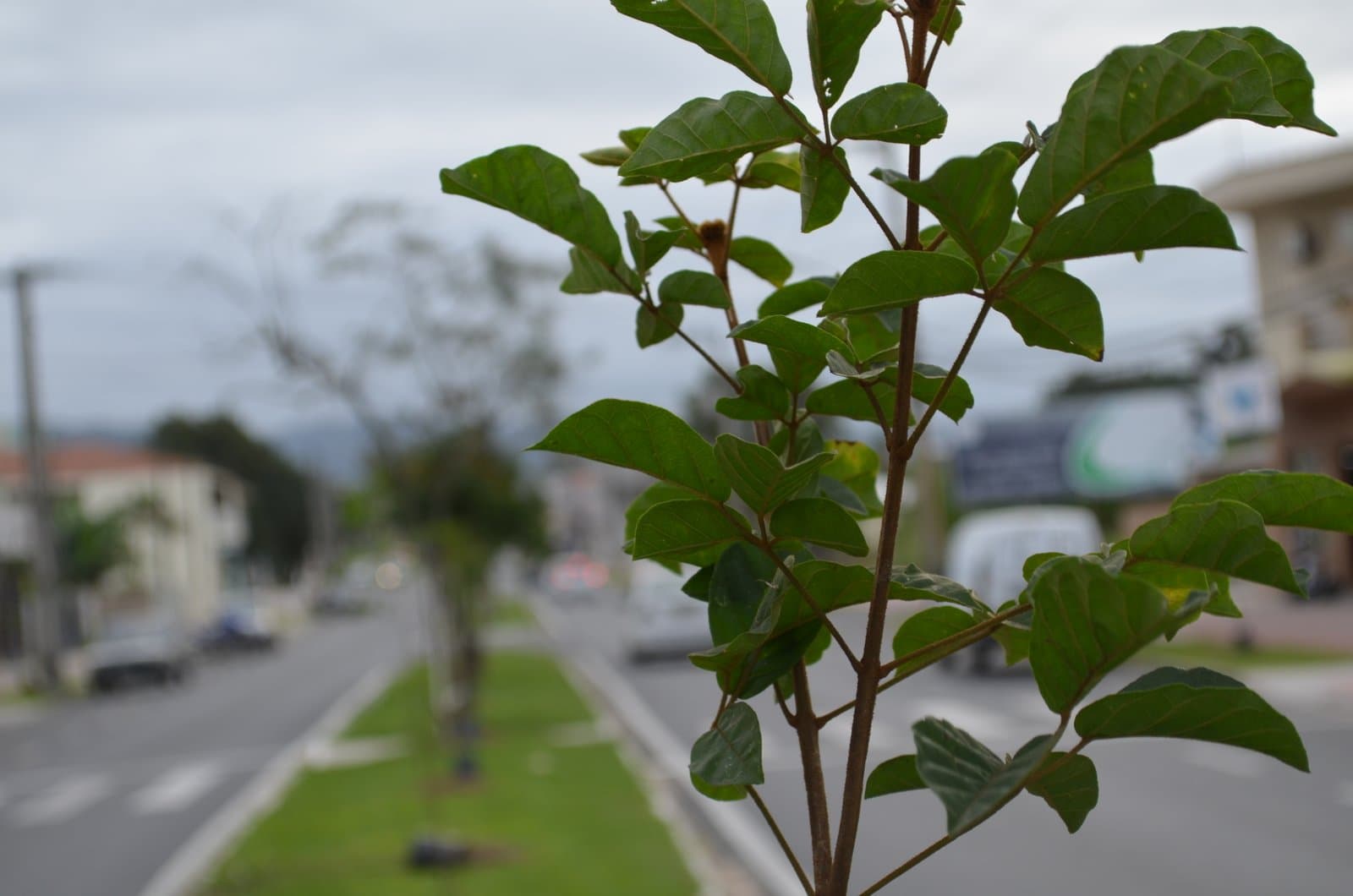 Vias de acesso serão arborizadas