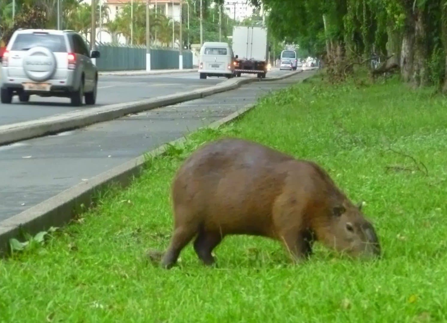 Casal cai de moto após ter a frente cortada por capivaras
