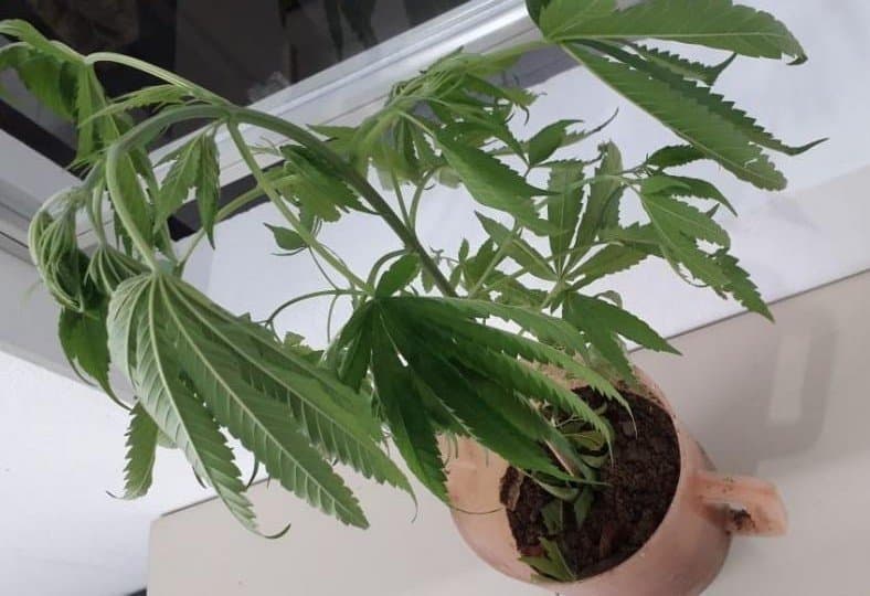 Mulher é presa com pé de maconha plantado no quintal