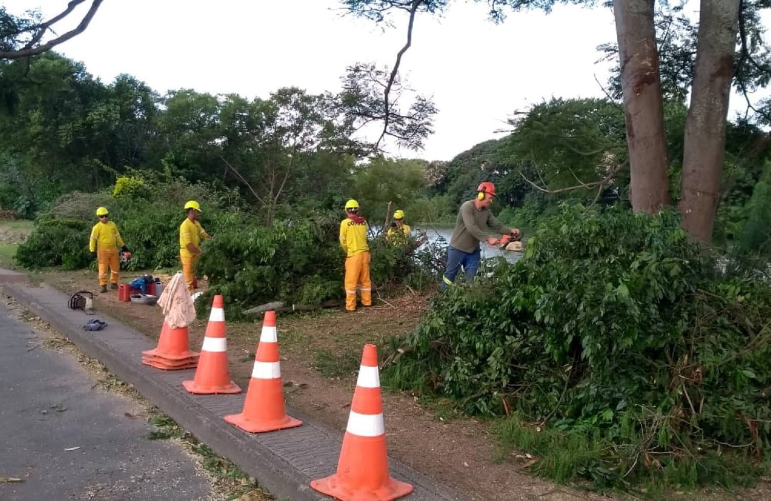 Árvores são removidas para as obras de construção da nova ponte