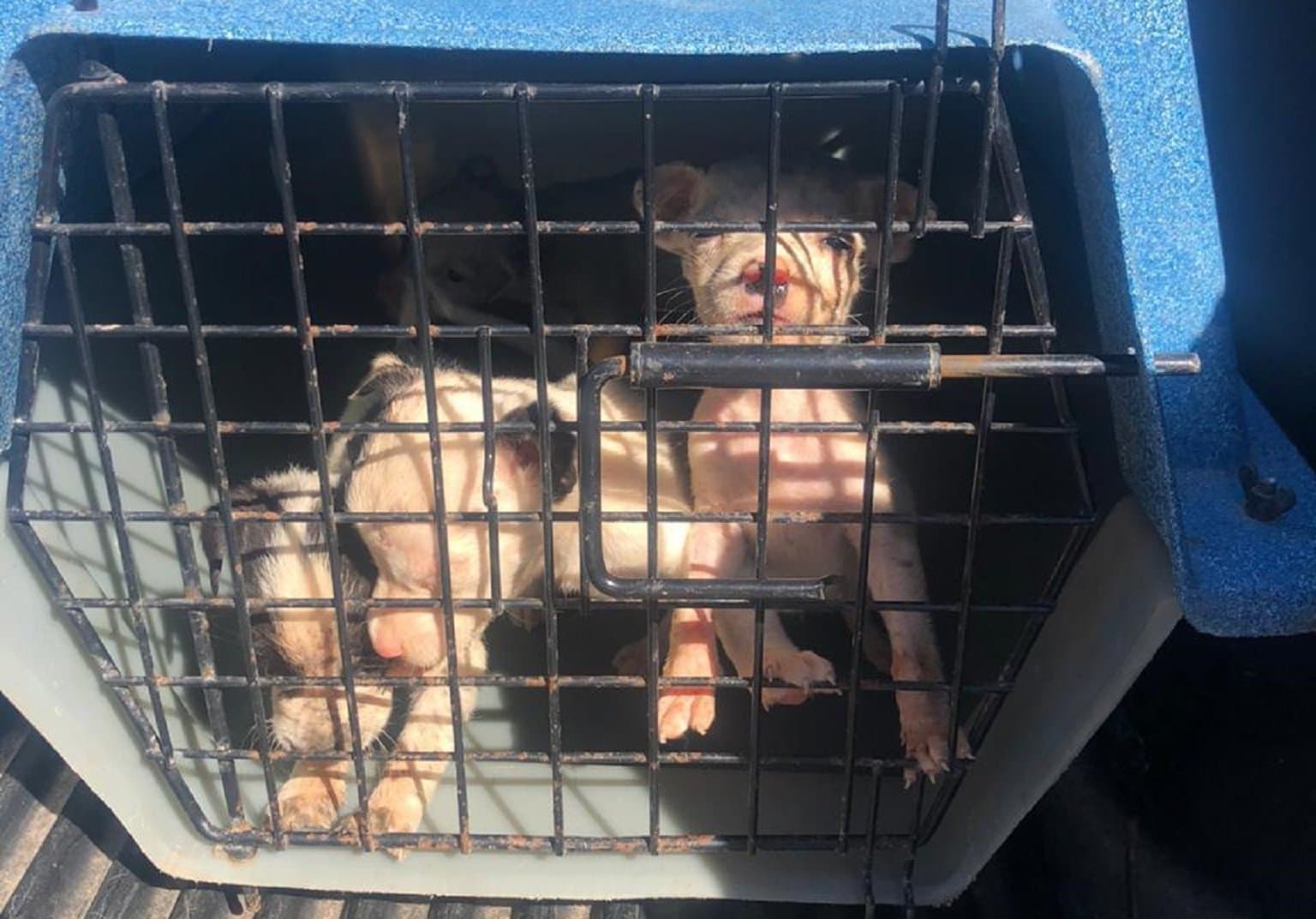 Polícia resgata cães vítimas de maus-tratos pelo dono