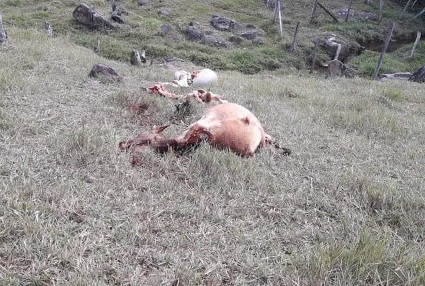 Criminosos matam bois e furtam a carne, em propriedade no bairro São Martinho