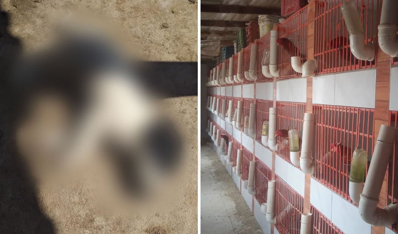 Polícia encontra 13 cachorros mortos em terreno, no Campestre