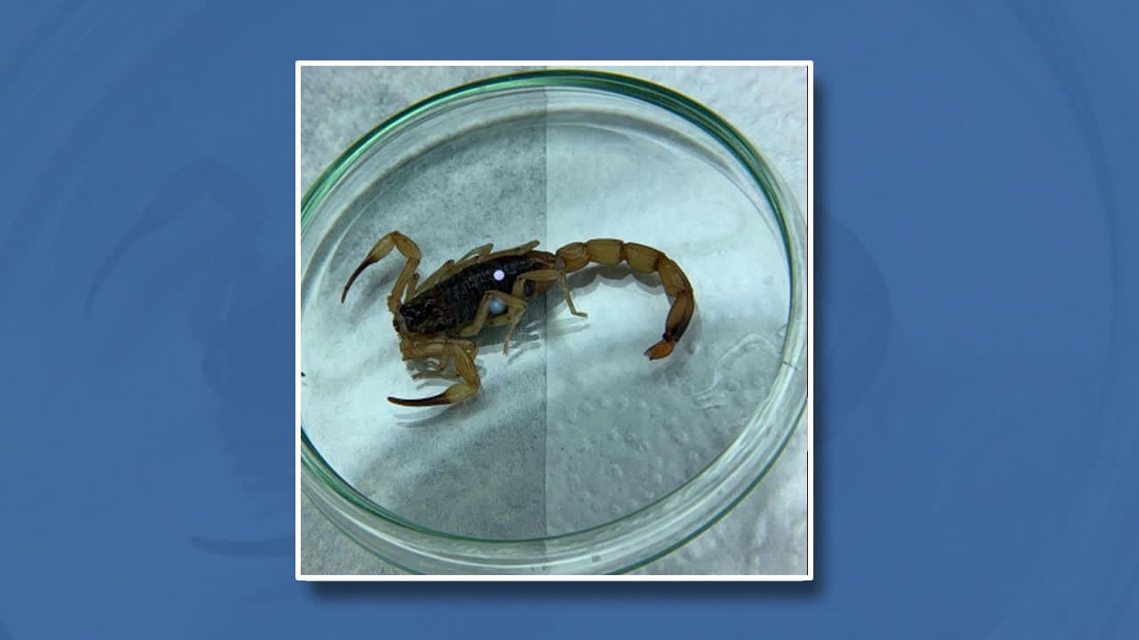 Especialistas alertam para o aparecimento de escorpiões