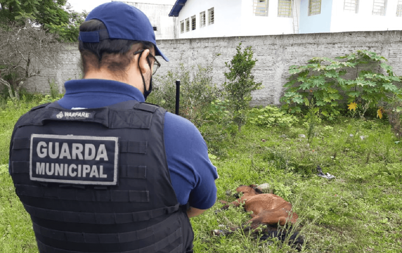 Após denúncia, Guarda Municipal e UVZ resgatam cavalo que sofria maus tratos