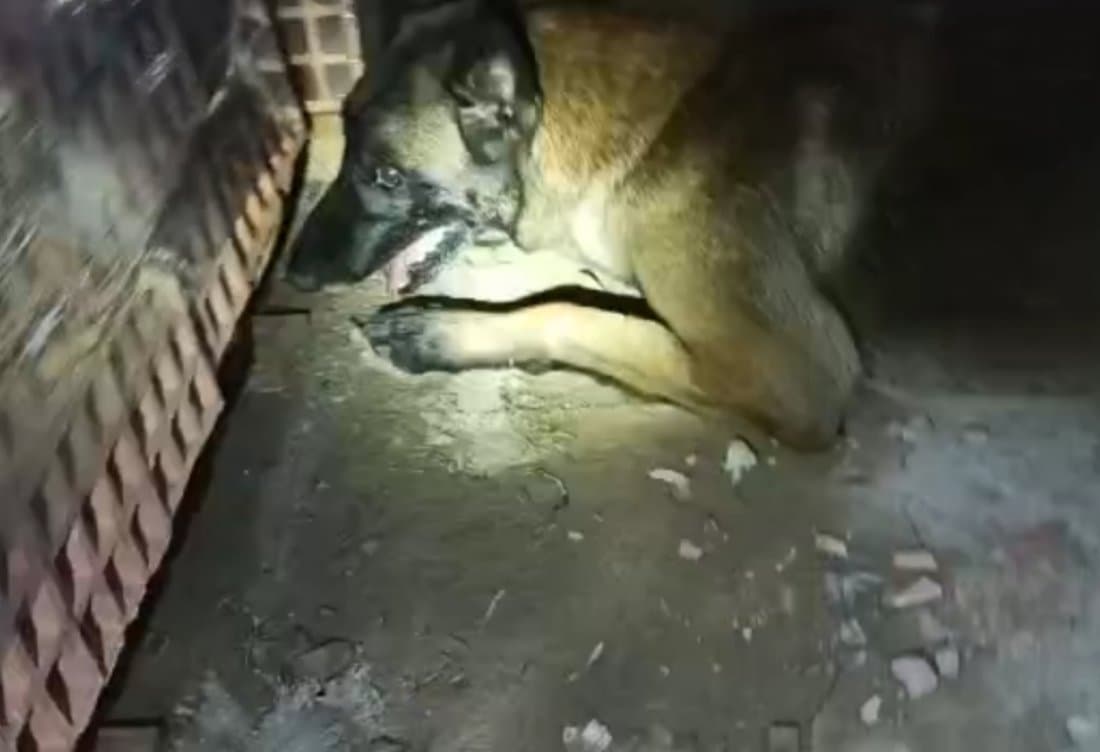 Polícia Militar de Tubarão apreende drogas com apoio do canil