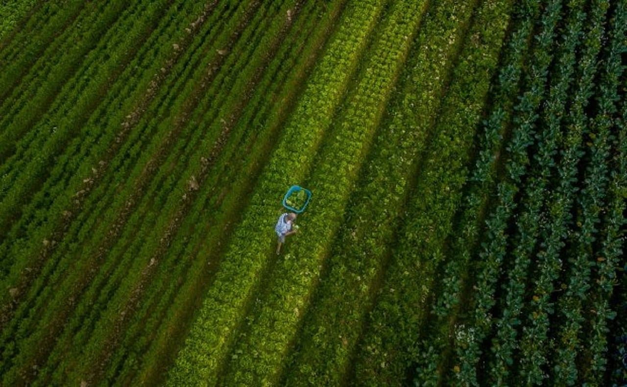 Santa Catarina alcança o maior valor de produção agropecuária da história