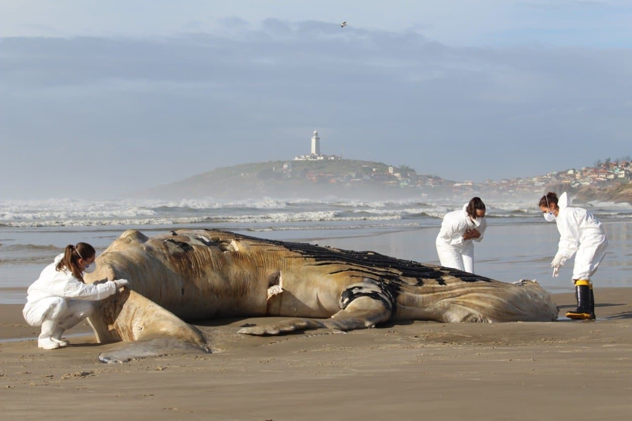 Baleia-Jubarte é encontrada morta na Praia Grande, em Laguna