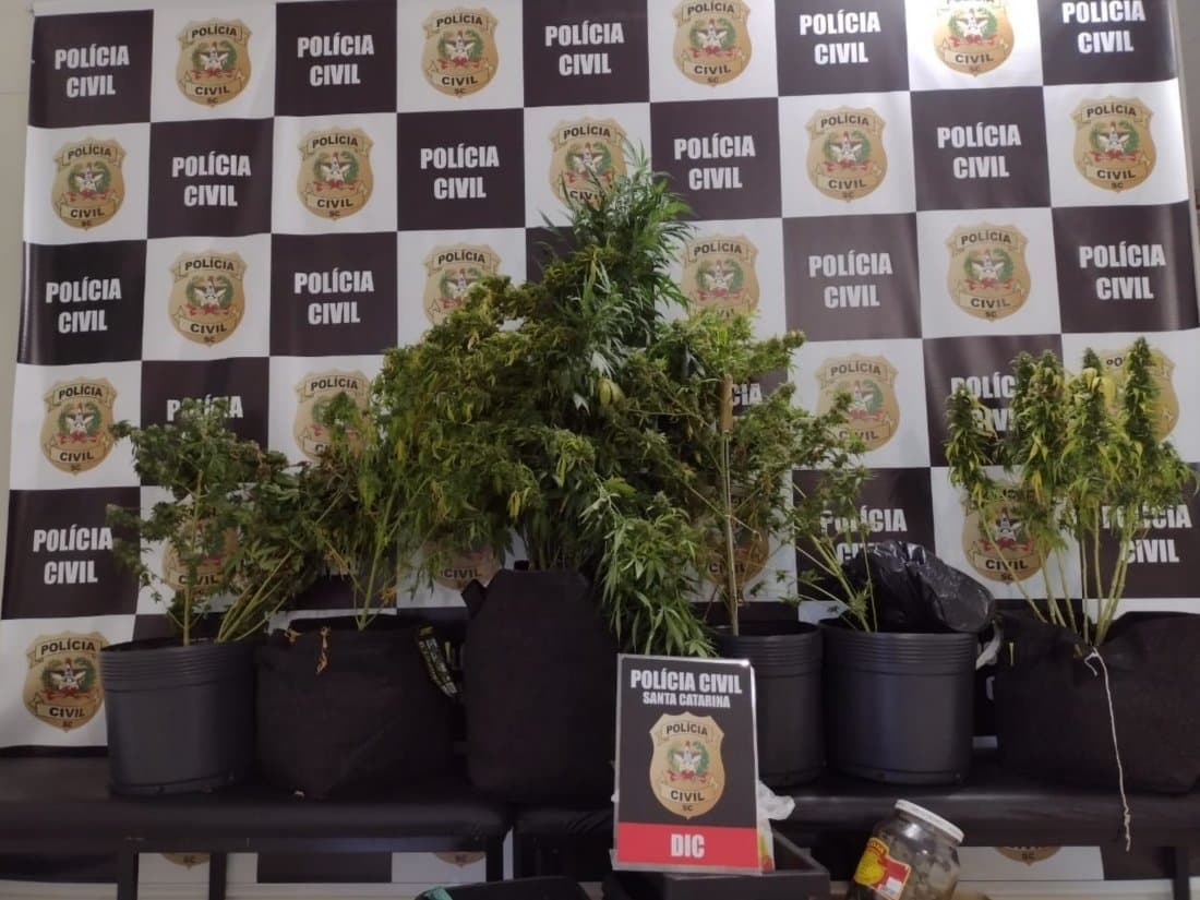 Plantação de maconha é descoberta em Tubarão