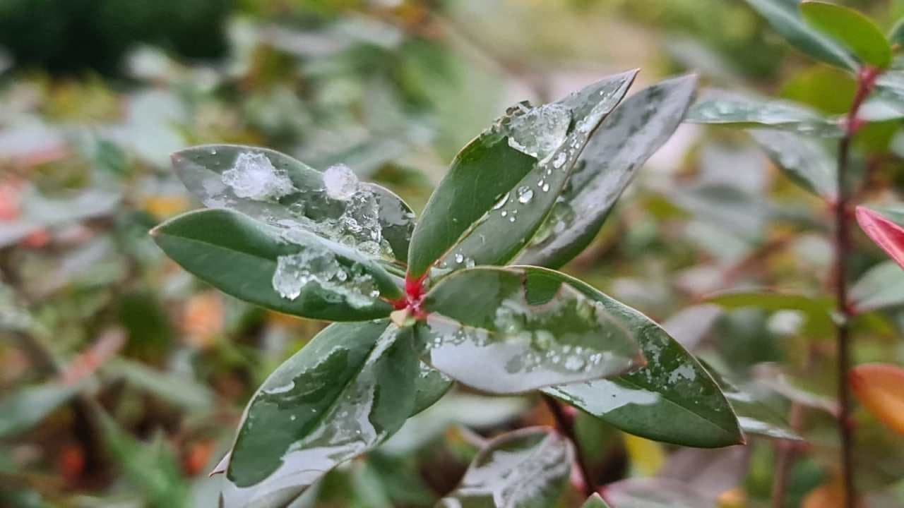 Santa Catarina tem o primeiro registro de neve de 2021