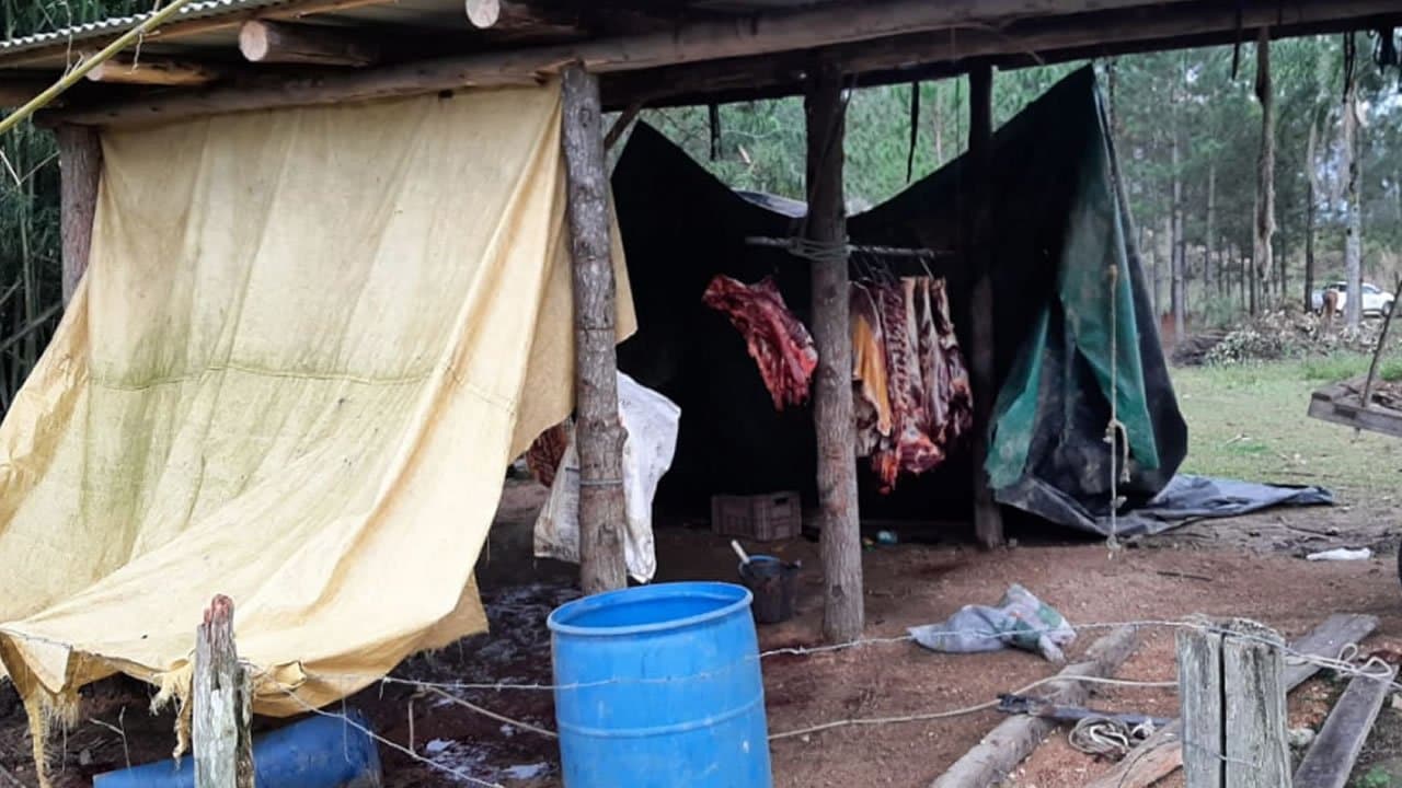 Suspeito de vender carne de cavalo, abatedouro clandestino é fechado