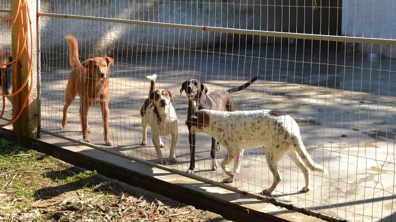 Unidade de Vigilância de Zoonoses de Tubarão inicia cadastro para castrações na próxima semana