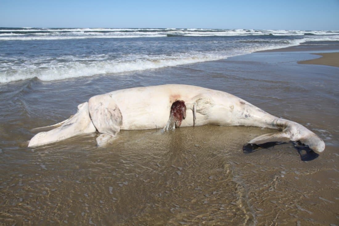 Baleia recém-nascida encalha e morre na Praia do Camacho