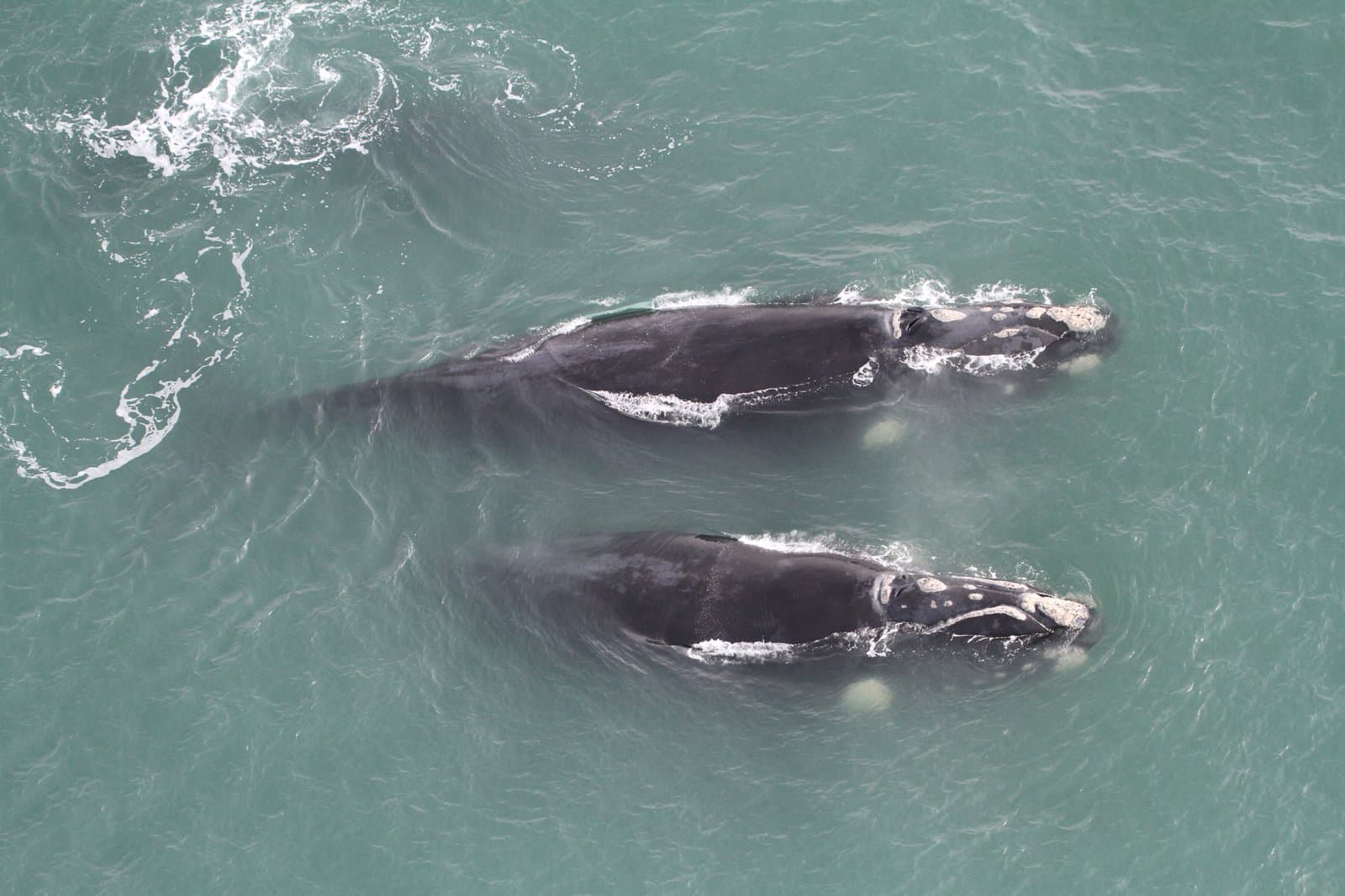 Quinze baleias são avistadas na região durante sobrevoo de monitoramento