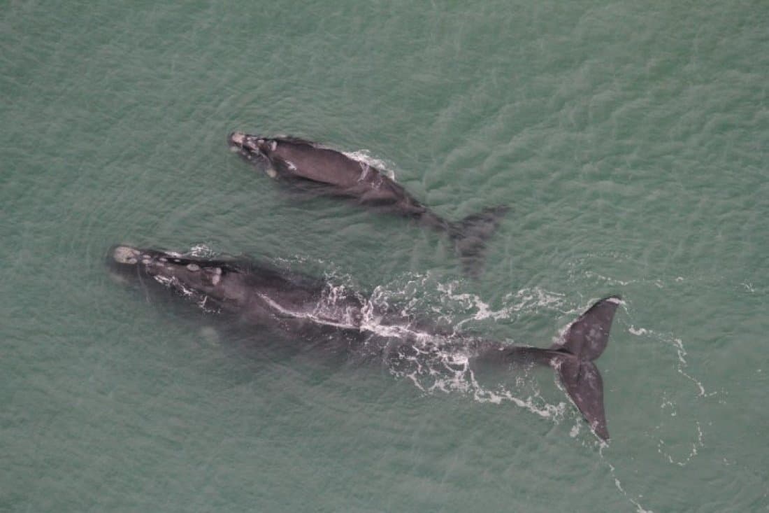 Rota da Baleia Franca lança calendário de ações da temporada 2021 na próxima semana
