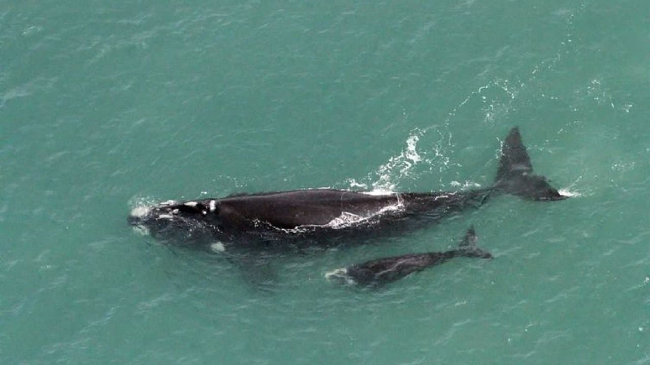 Começa a temporada de baleias no litoral catarinense
