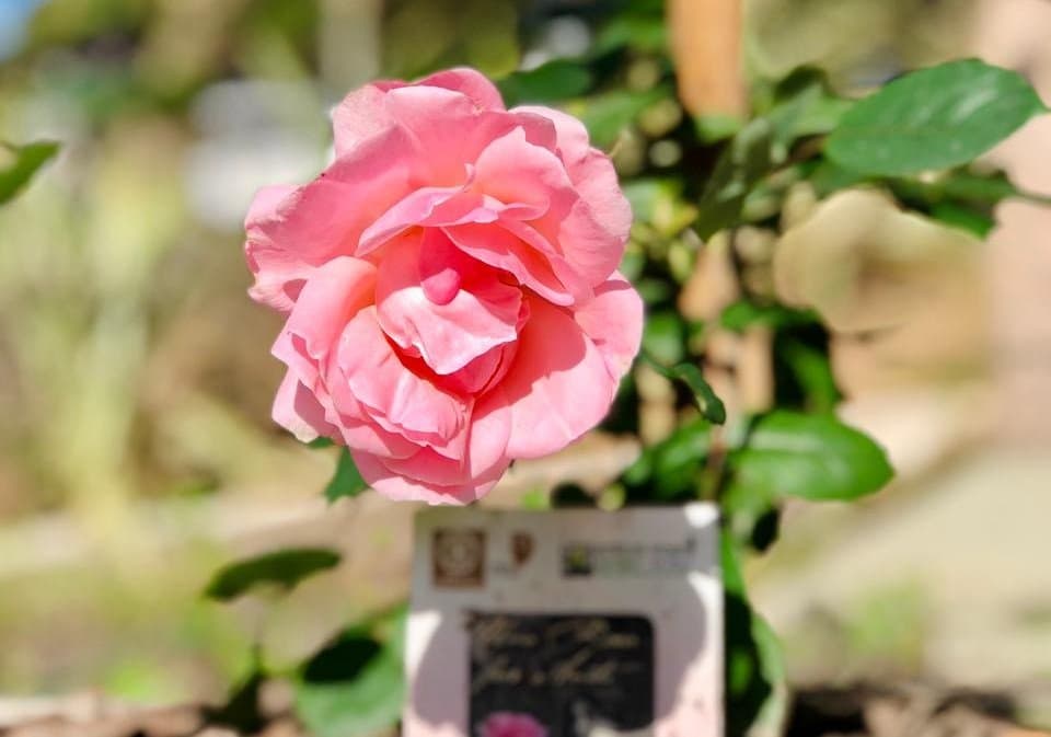 Rosa de Anita plantada na prefeitura alcança floração completa