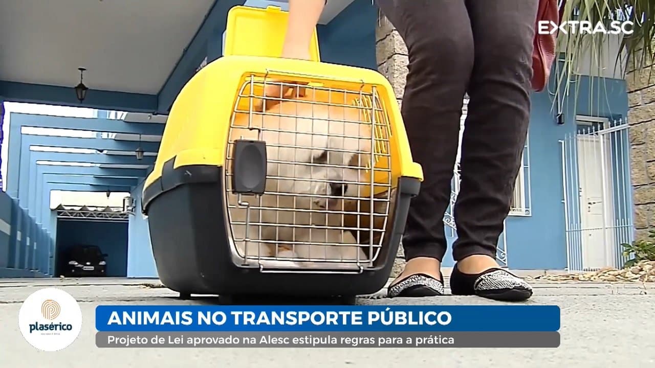 Projeto de lei autoriza transporte de animais de estimação em ônibus