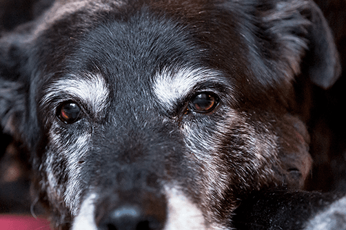 48 cães em situação de maus-tratos podem ir para lares provisórios em Jaguaruna