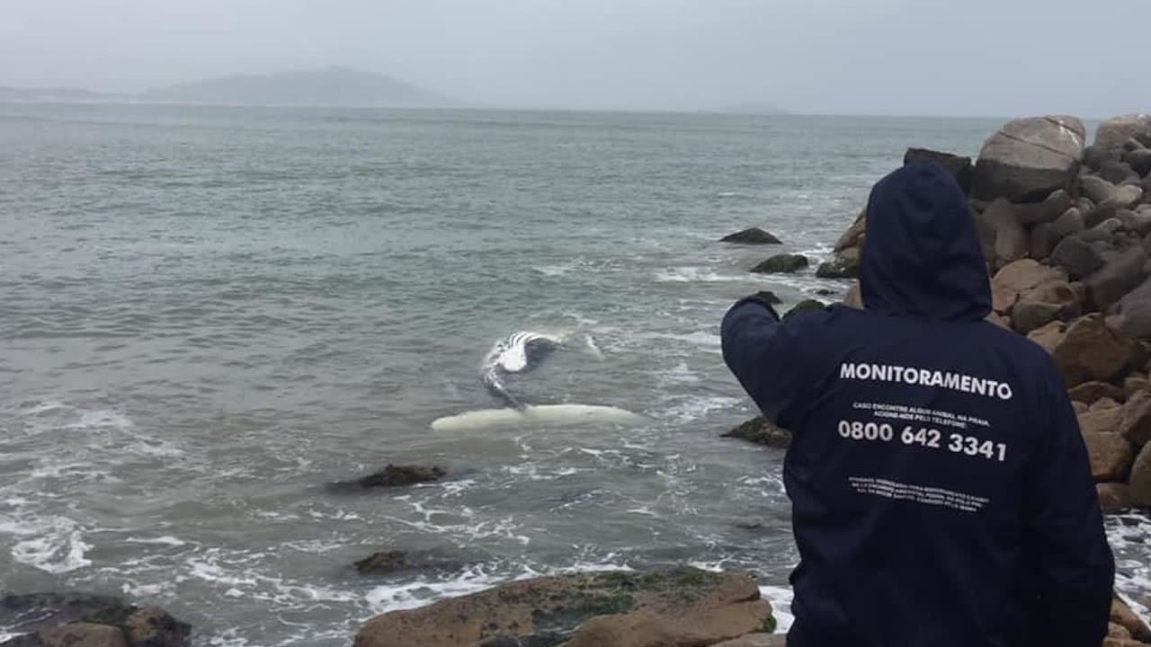 Filhote de baleia-jubarte encalha sem vida em Itapirubá