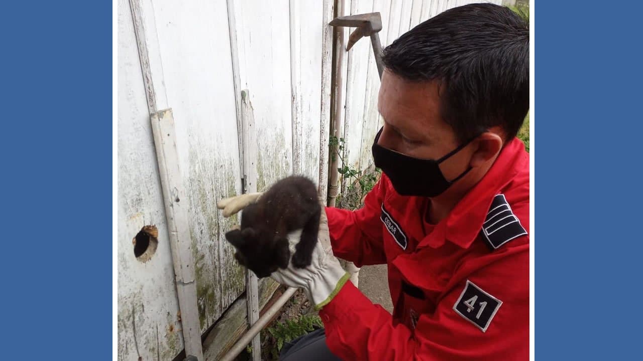 Gato preso em buraco é resgatado pelos bombeiros