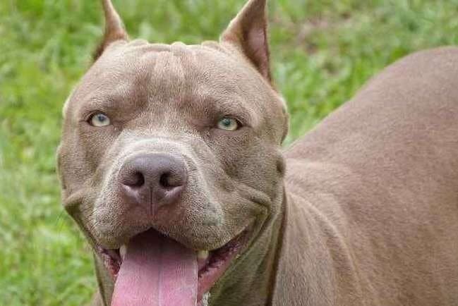 Dona de pitbull que atacou outros cães é autuada
