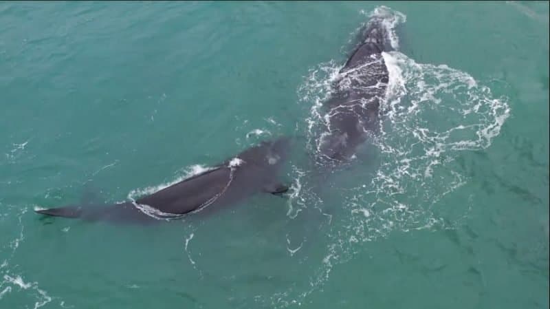 Baleias francas chegam mais cedo ao litoral sul catarinense
