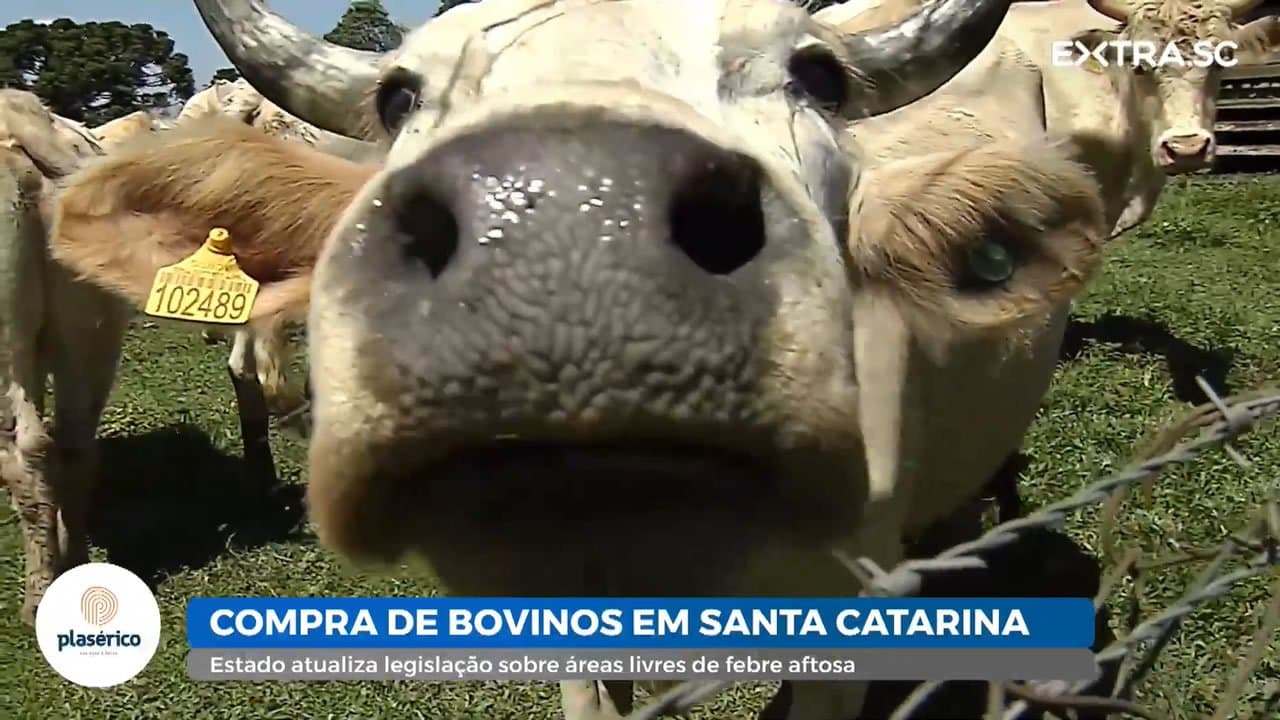 SC atualiza legislação sobre compra de bovinos de áreas sem febre aftosa