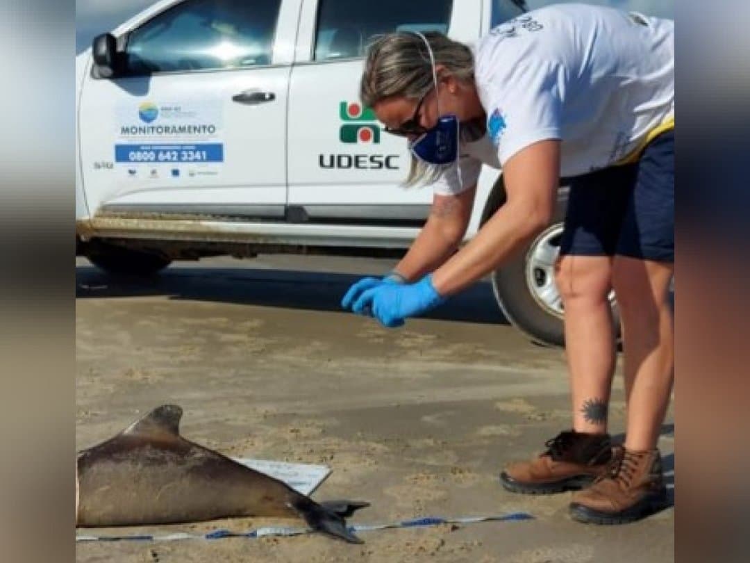 Toninha é encontrada cortada ao meio na Praia do Sol