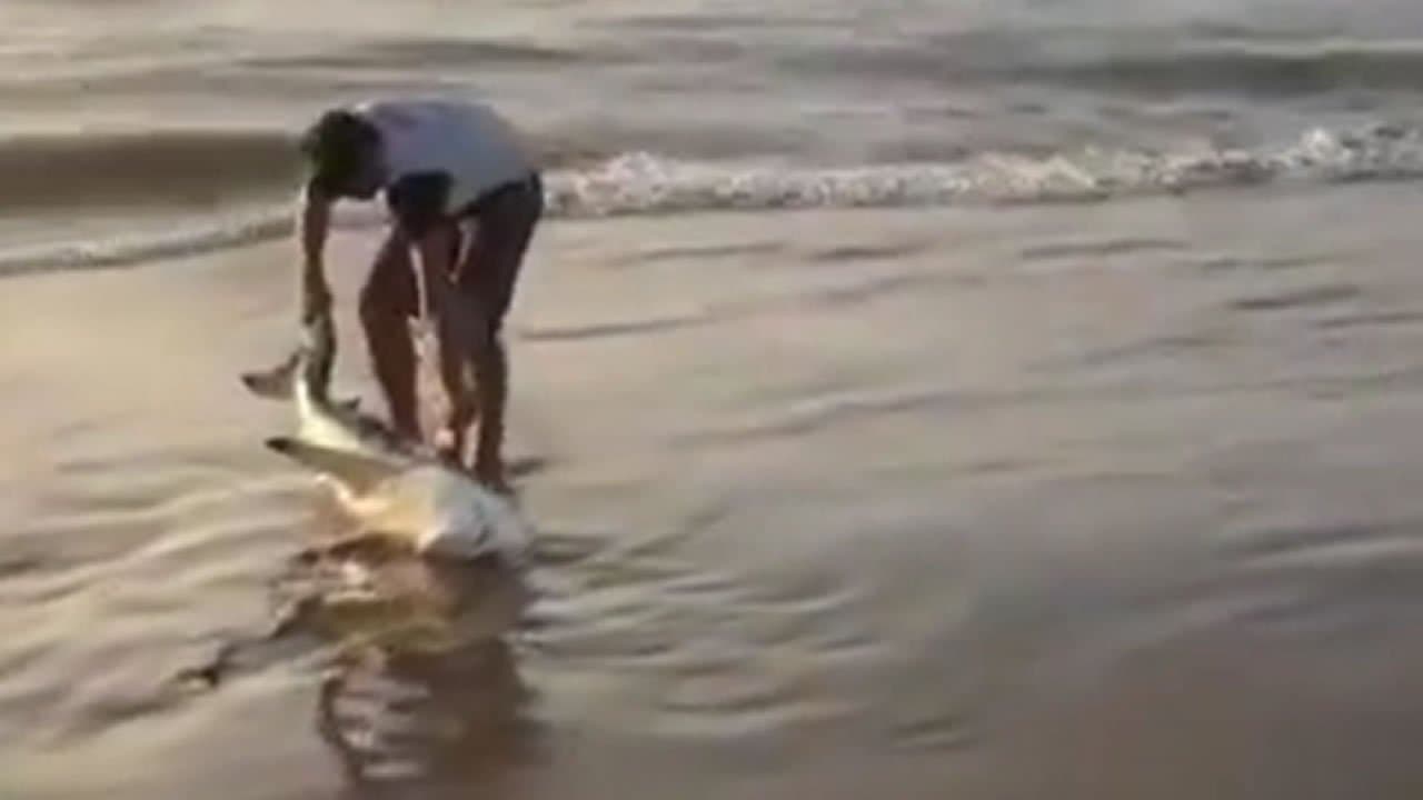 Tubarão é salvo após encalhar no Farol