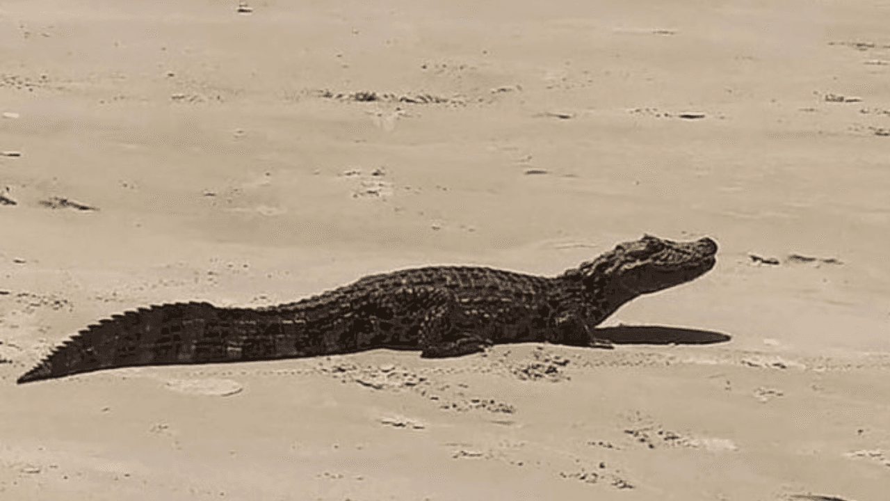Jacaré é capturado na praia e solto no rio