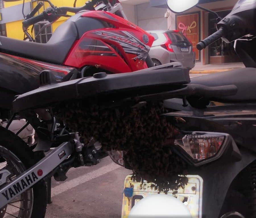 Enxame de abelhas é capturado sobre placa de motoneta