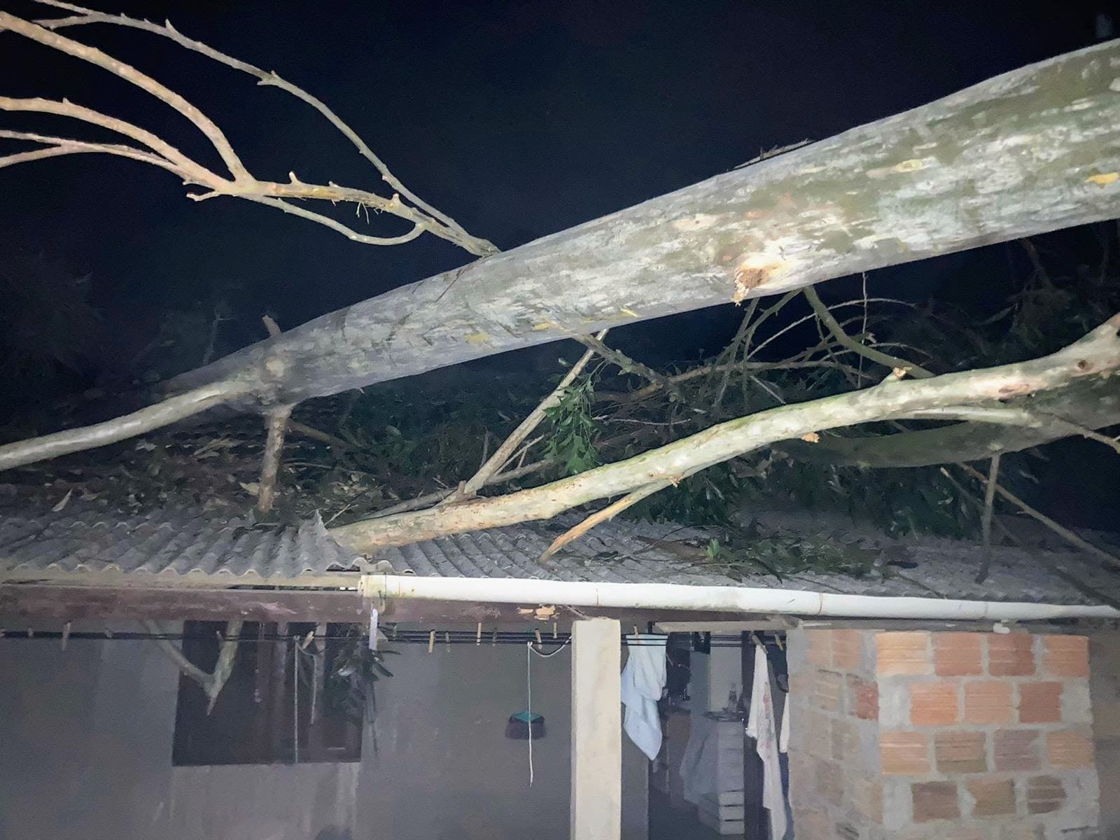 Morador sofre suspeita de traumatismo cranioencefálico após ser atingido por árvore