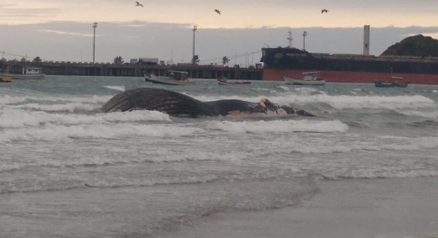 Ossada de Baleia-jubarte que morreu após encalhar é doada para museu