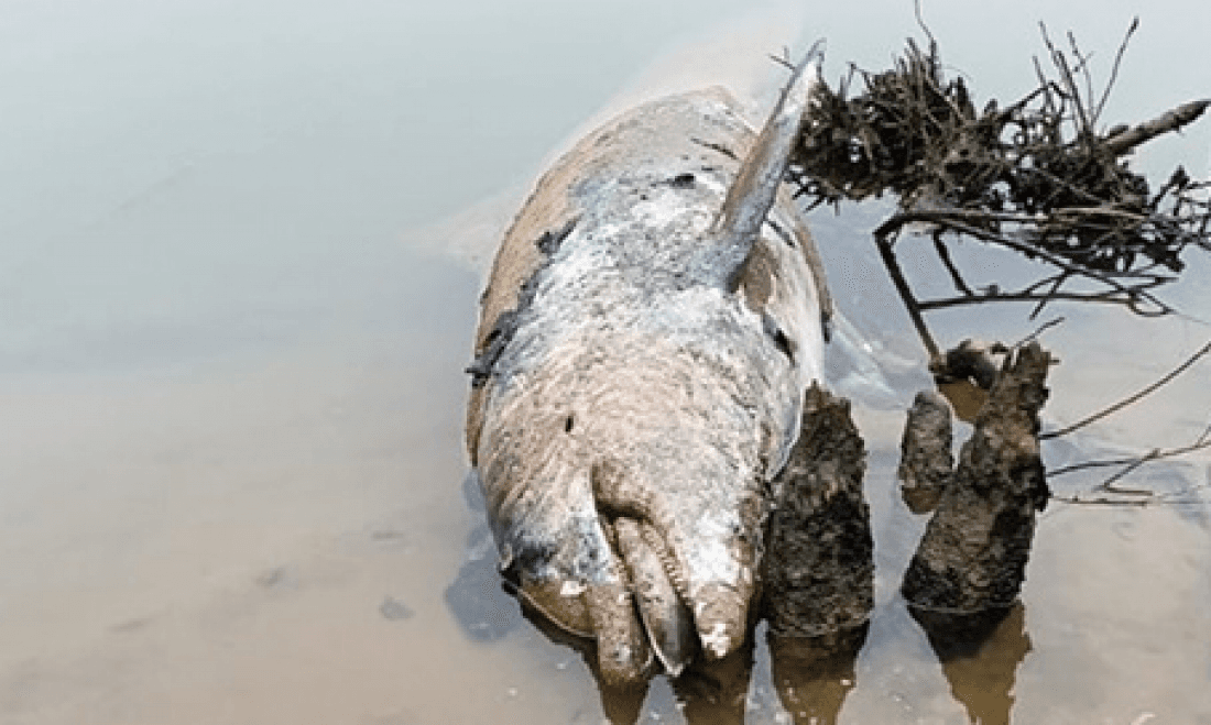 Boto que subiu o Rio Tubarão até o Km 60 é encontrado morto