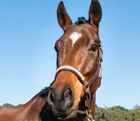 Égua avaliada em R$ 70 mil é furtada de propriedade