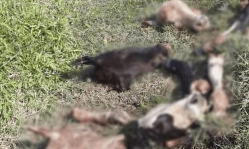 Quatro terneiros são furtados e carneados em propriedade da Madre