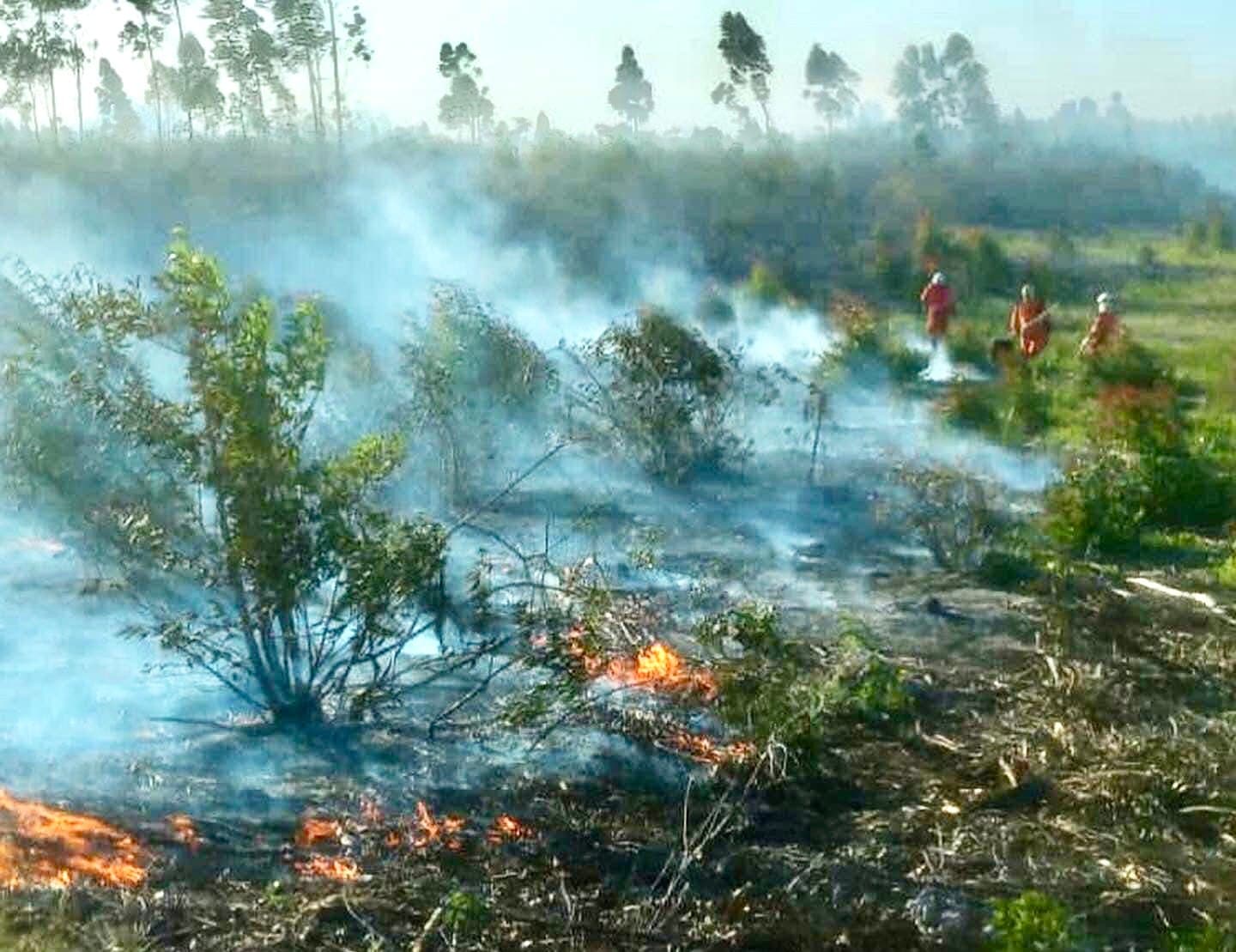 Incêndio em vegetação mobiliza bombeiros durante quatro horas