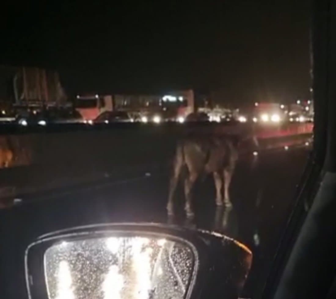 Bois invadem BR-101 e causam acidentes