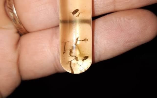 Mais focos do Aedes aegypti são encontrados em Tubarão; agora são 26