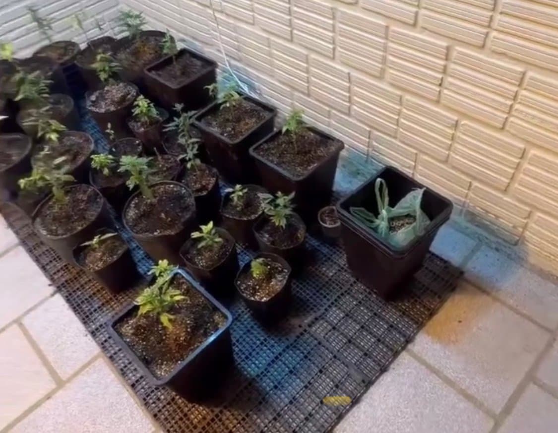 32 pés de maconha são apreendidos em estufa caseira