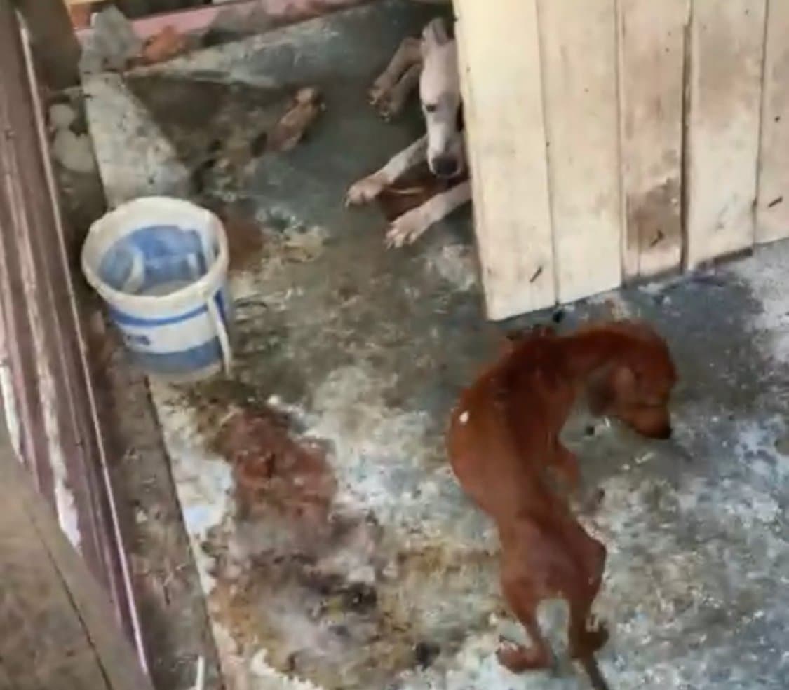 Cães em situação de maus-tratos são resgatados; casal é preso