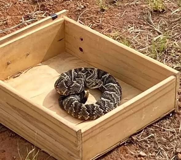 Jararaca é encontrada em gaveta de banheiro