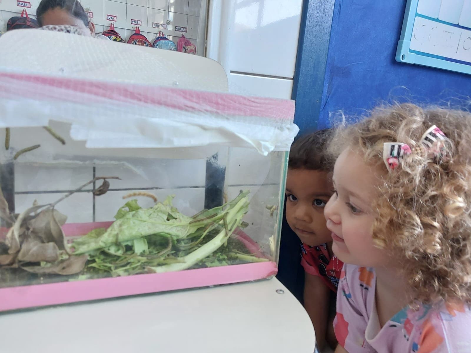 Curiosidade de alunos vira projeto ambiental em Tubarão