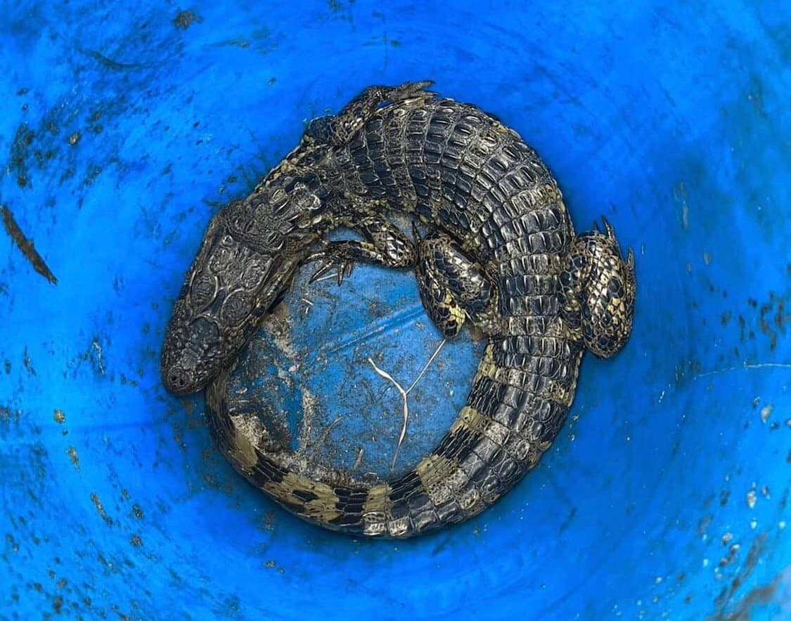 Jacaré é capturado em área residencial e solto em rio