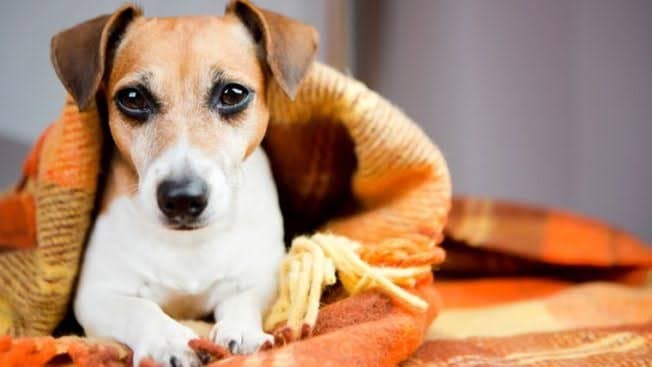 Campanha de arrecadação de cobertores para pets é lançada em Tubarão