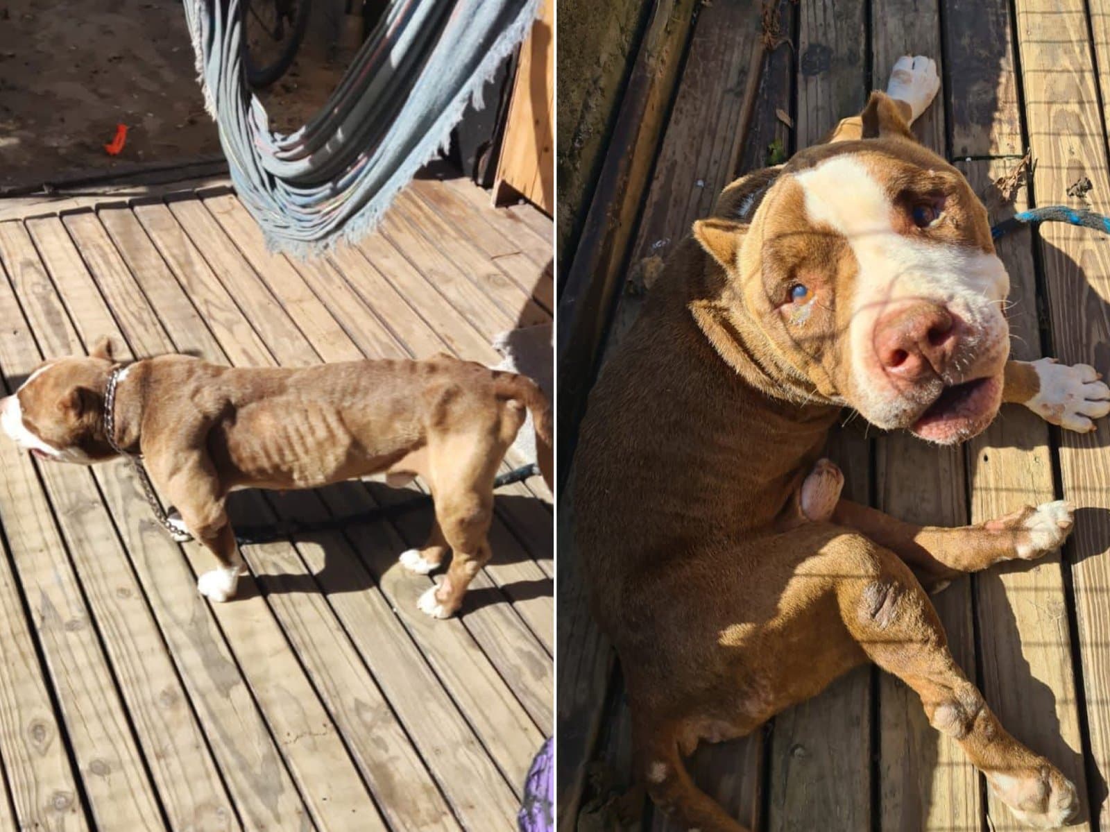 Jovem é preso e mandado para o presídio por maus-tratos contra cão