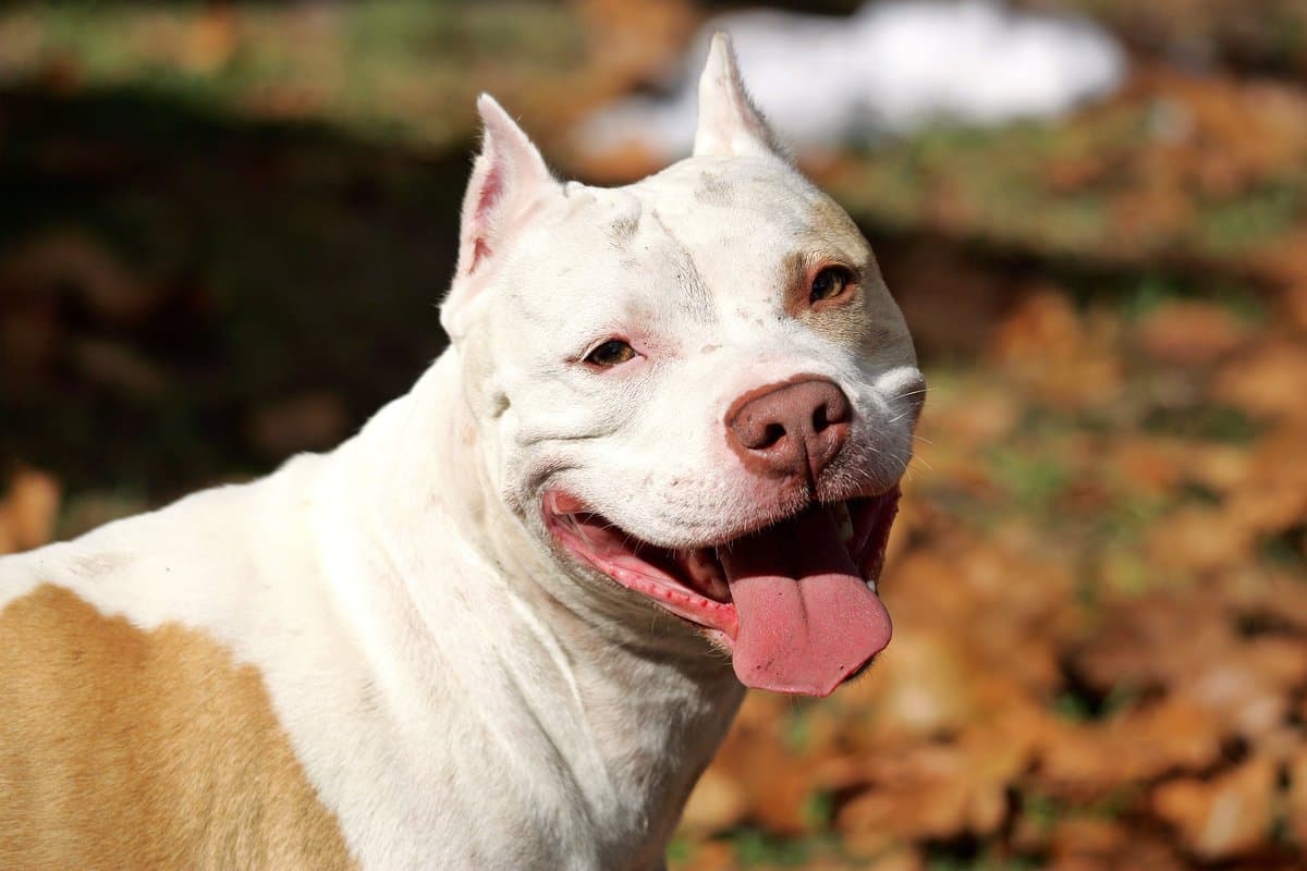 Lei sobre cães da raça Pit Bull será regulamentada também em Imbituba