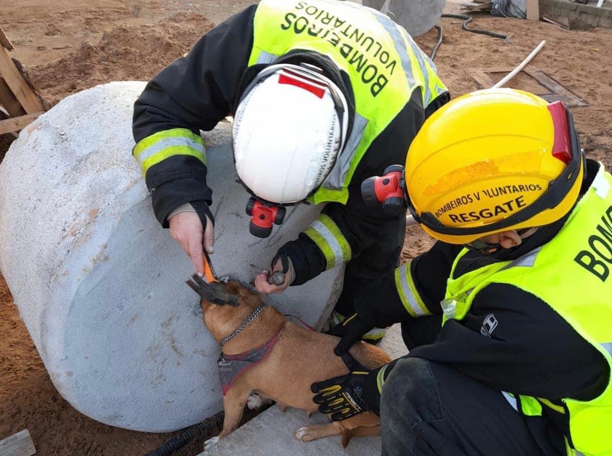 Cadela é socorrida pelos bombeiros após trancar a cabeça em estrutura de cimento